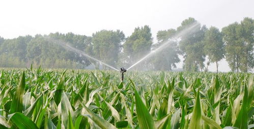 物聯(lián)網(wǎng)技術賦能農業(yè)信息化與生物有機肥料研發(fā)的協(xié)同發(fā)展